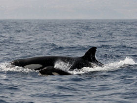Whale and Dolphin watching trip in Spain
